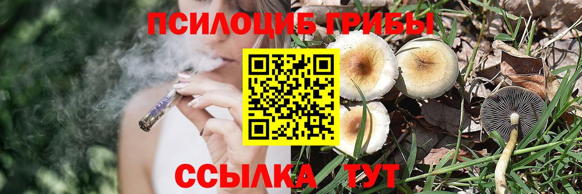 Галлюциногенные грибы Psilocybe Сухой Лог